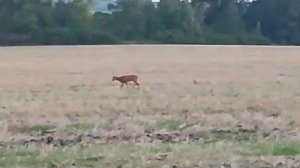 Тестируем манок RTCalls  на самца косули во время гона