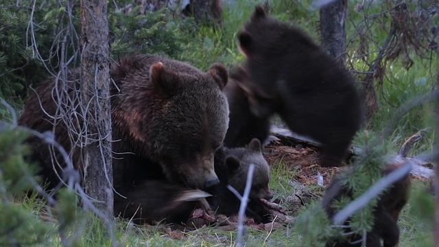 Wildlife Photography-Grizzly 399 & 4 cubs have an elk calf for lunch-Jackson Hole/Grand Teton Park смотреть онлайн