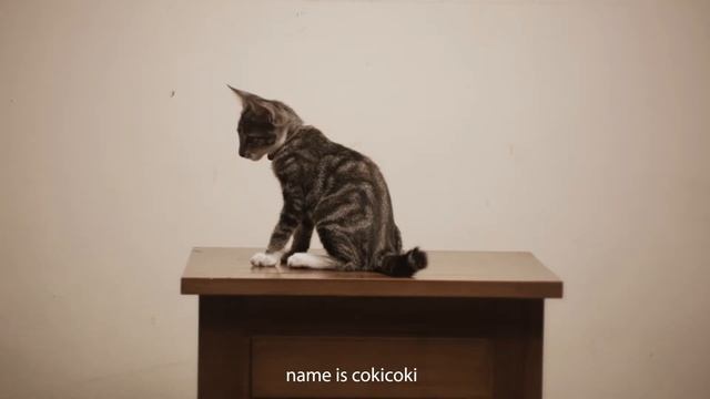 cat generation sokoke смотреть онлайн