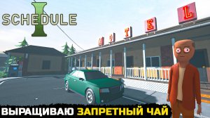 ВЫРАЩИВАЮ ЗАПРЕТНЫЙ ЧАЙ - Schedule I №1