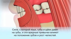 Что влияет на формирование прикуса?