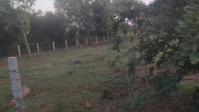 Land for sale. Hiriyur nearly 8 acre Nh4 from 1.k.m. 30 Lacks for acre negotiable Ph.9731251152