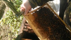 Осмотр купленного пчелопакета карпатки на наличие матки. Пометил матку.18.05.2019.