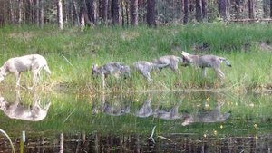 Волчица с щенятами на водопое