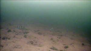 Подводные атаки окуня на зимнюю блесну