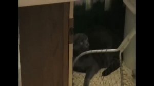 Кот на Приеме у Ветеринара. У Кота Стресс.
