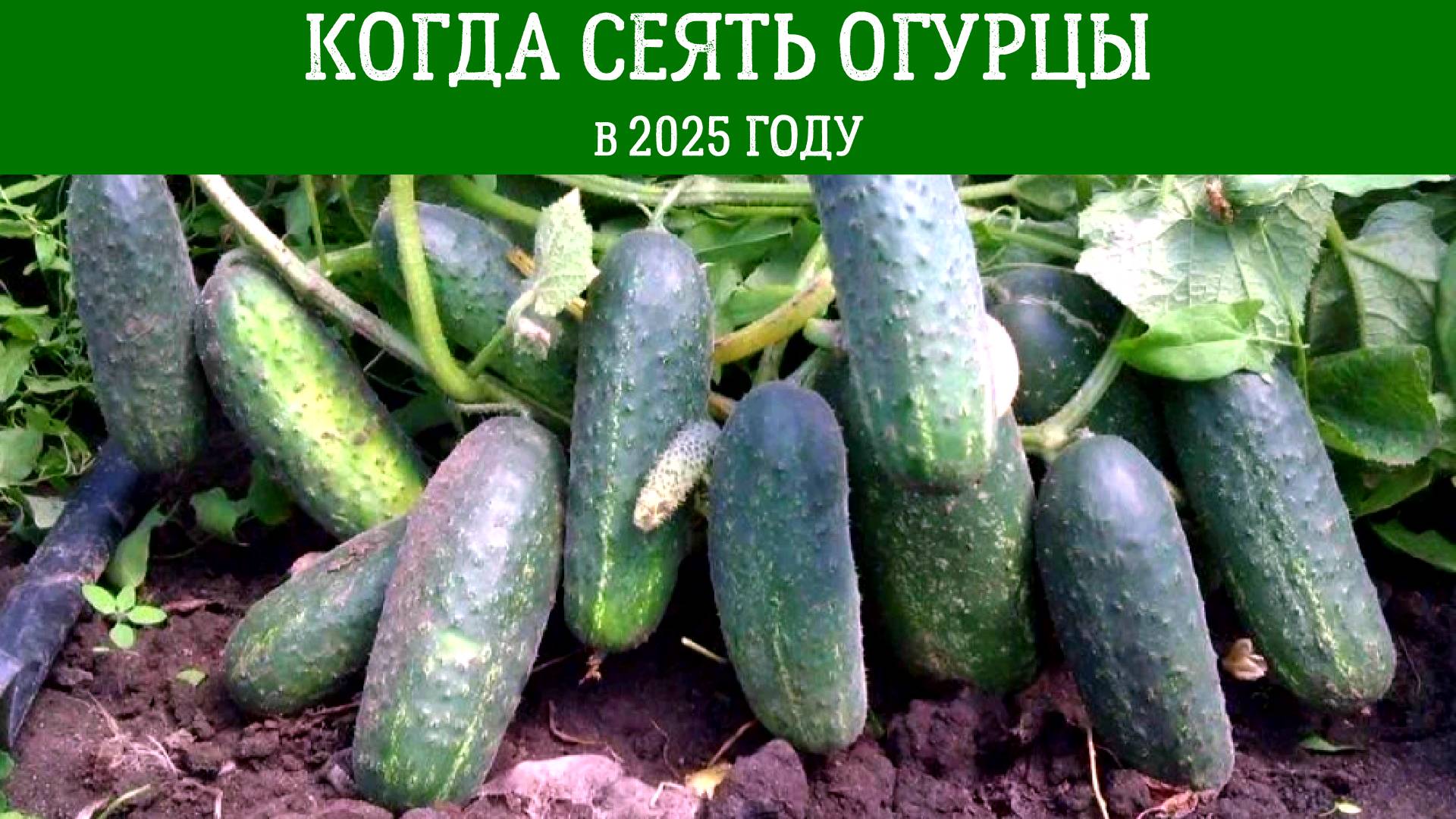 КОГДА СЕЯТЬ ОГУРЦЫ В 2025 ГОДУ по Лунному календарю. Посева семян на рассаду, в грунт и теплицу.