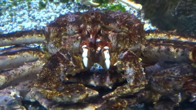 Akvarium Moskva - humr americký a krab kamčatský смотреть онлайн