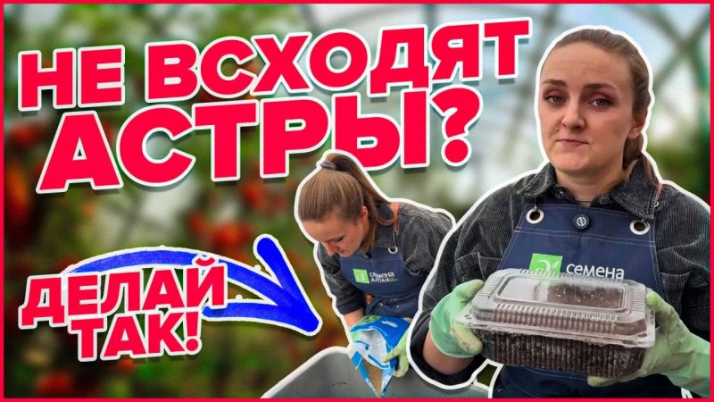 КАК ПОСЕЯТЬ АСТРЫ ПРАВИЛЬНО