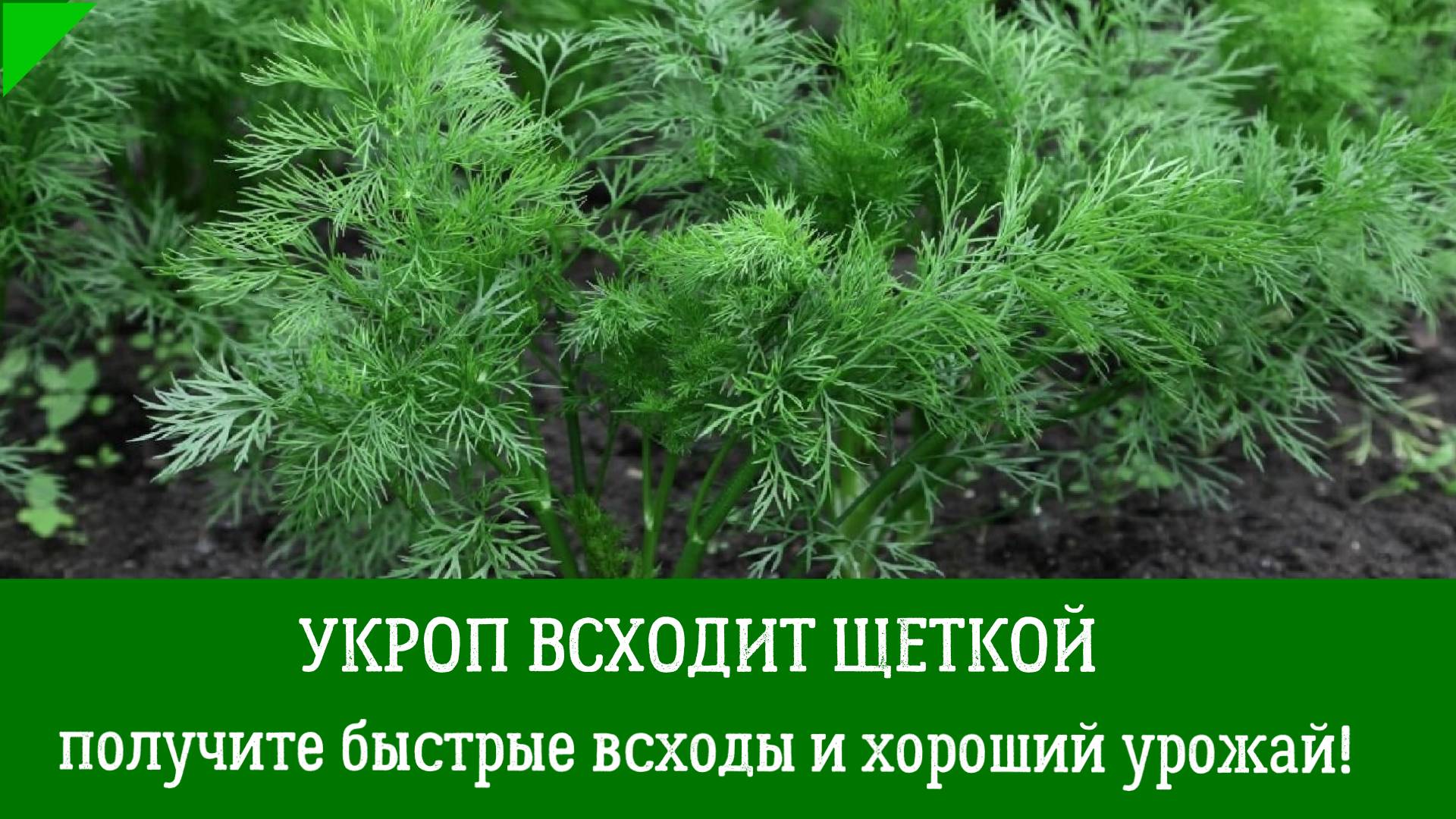 Укроп взойдет обязательно! Посейте так укроп, получите быстрые всходы и хороший урожай!