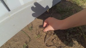 моя ящерка（＾∀＾●）ﾉｼ