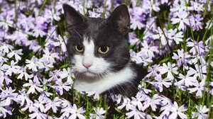 История кошек: от диких хищников до любимцев семьи.