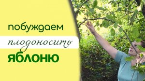 ПРИЁМЫ для принуждения ЯБЛОНИ к ПЛОДОНОШЕНИЮ