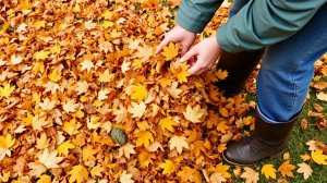 Мульчирование секреты успешного садоводства