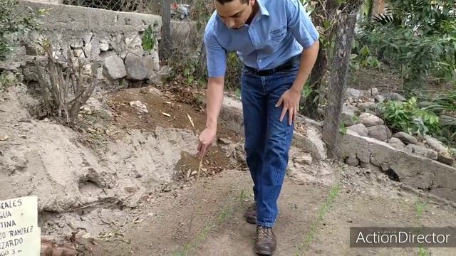 Germinación de Sorgo смотреть онлайн