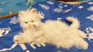 Интерактивная лежачая белая Кошка Лулу (Lulu) из серии Fur Real Hasbro .