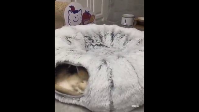 Смешные коты и собаки!. ССЫЛКА В ОПИСАНИИ!