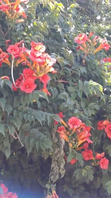 ЛИАНА КАМПСИС ИЗОБИЛЬНА смотреть онлайн