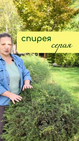 СПИРЕЯ серая