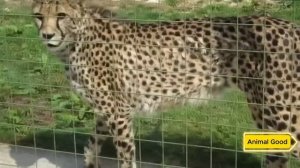 Мужчина спас маленького львёнка, а через 7 лет произошло что-то шокирующее!