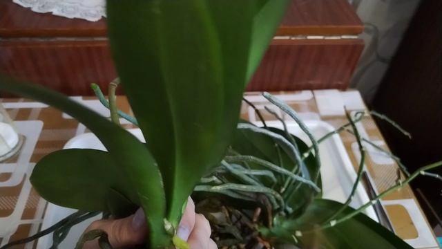 Пересадка орхидеи Леко Фантастик. Пышное цветение или два растения 🤔