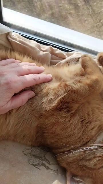 4.Поведение кота: спит,ест,гуляет, отдыхает... #шортс #животные #кот
