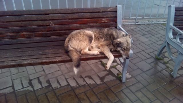 СОБАКА СПИТ НА ЛАВОЧКЕ КАК ЧЕЛОВЕК-бомж? Dog sleeping on the bench like a man ✓ смотреть онлайн