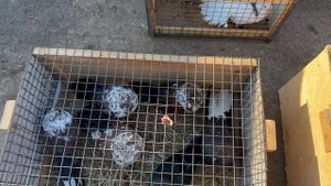 Ярмарка голубей г. Бугуруслан 29-03-2025