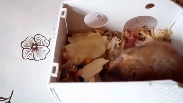 Катя стала МАМОЙ.показываем маленьких хомячков и считаем сколько их . смотреть онлайн