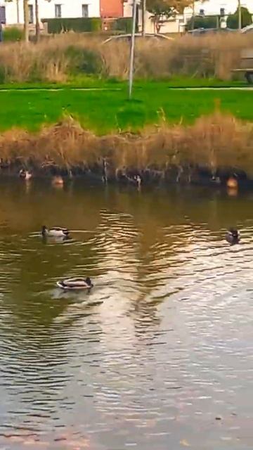 Цапля#shorts смотреть онлайн