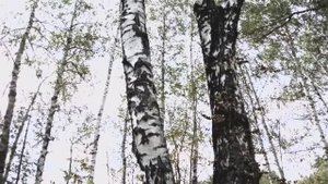 Шум листвы в лесу