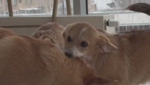 Малыши корги 🐶