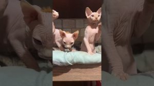 Есть котята для вас🩷