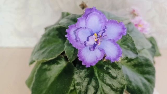 Первые ЦВЕТОЧКИ в моей молодой коллекции ФИАЛОК!