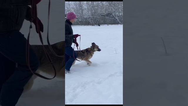 Марк - спокойнейший и красивущий пес ищет добрые руки!