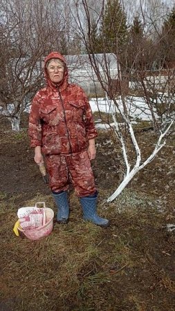 Обязательно побелите деревья весной.