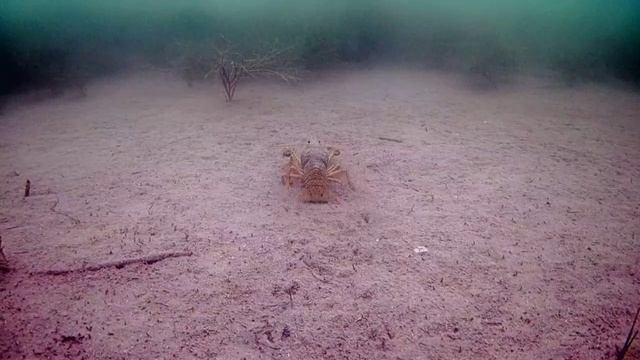 Подводная съемка  рака