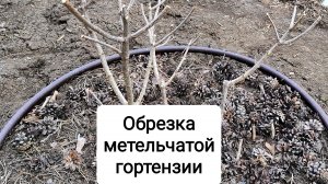 Обрезка гортензии метельчатой
