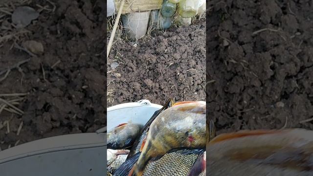 Снова рыба