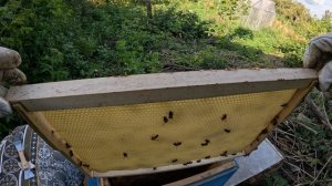 2024-08-16 Пчёлы. Карника. Месяц после приобретения пчелопакета.