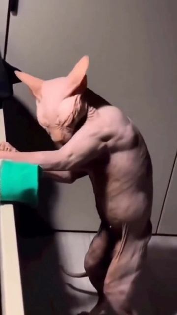 Ещё больше котиков в канале https://t.me/cotorai