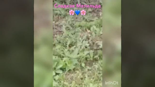 Ищем дом для чудесной жопки Матильды♥️🌸♥️Астрахань и Питер отзовитесь!!! смотреть онлайн