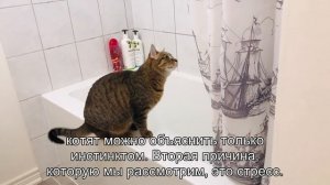 Шокирующая правда: почему кошки едят своих котят?