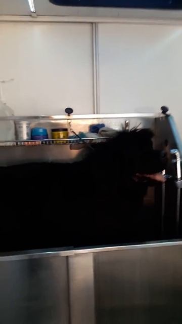 Федя-водолаз любит купаться смотреть онлайн