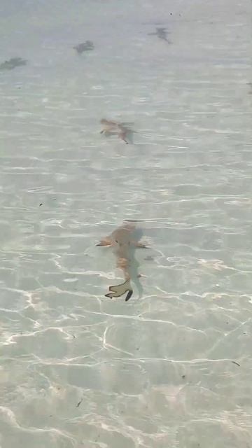 Baby sharks in Maldives beach 🌊🦈🦈 #shorts  #amazin #maldives  #beach #vibes #magic