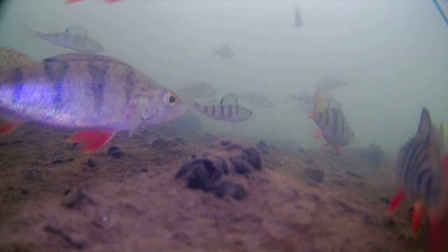 Подводная съемка рыбалки на окуня