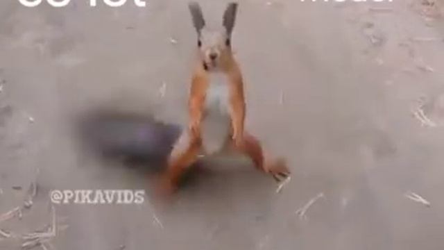 Танцы белки смотреть онлайн