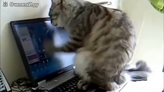 дети и кошки сборка смотреть онлайн