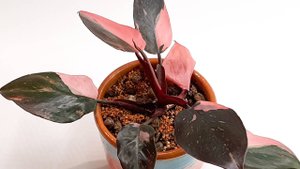 Филодендрон Розовая принцесса  Pink Princess