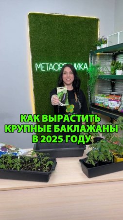 Как вырастить крупные баклажаны в 2025 году